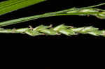 Roan Mountain sedge